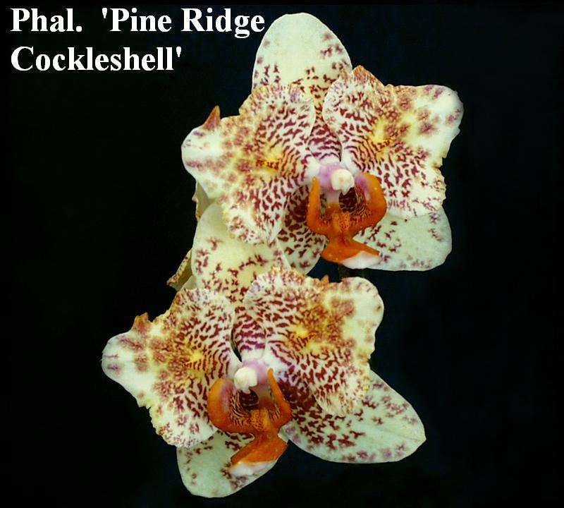Орхидея золотой леопард фото и описание